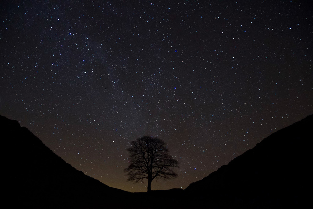 Tree silhouette against a dark starry sky